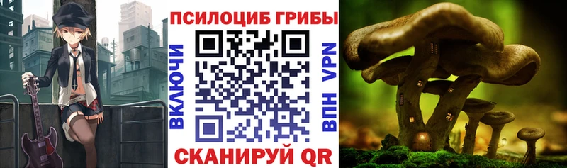 Псилоцибиновые грибы прущие грибы  магазин  наркотиков  Шацк 